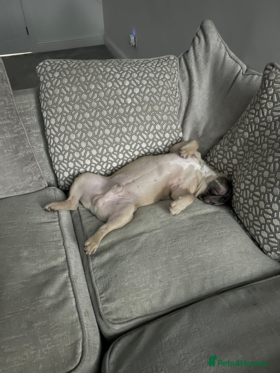 French Bulldog dogs for sale: Our beautiful French bulldog 8 months old  - Advert 8