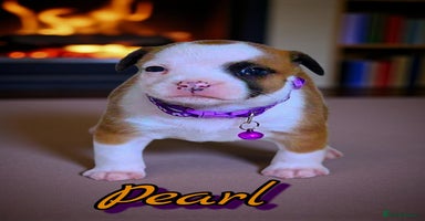 Staffordshire Bull Terrier dogs - Advert 12