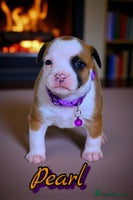 Staffordshire Bull Terrier dogs - Advert 12