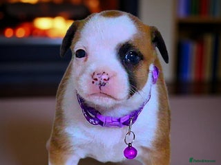 Staffordshire Bull Terrier dogs - Advert 8