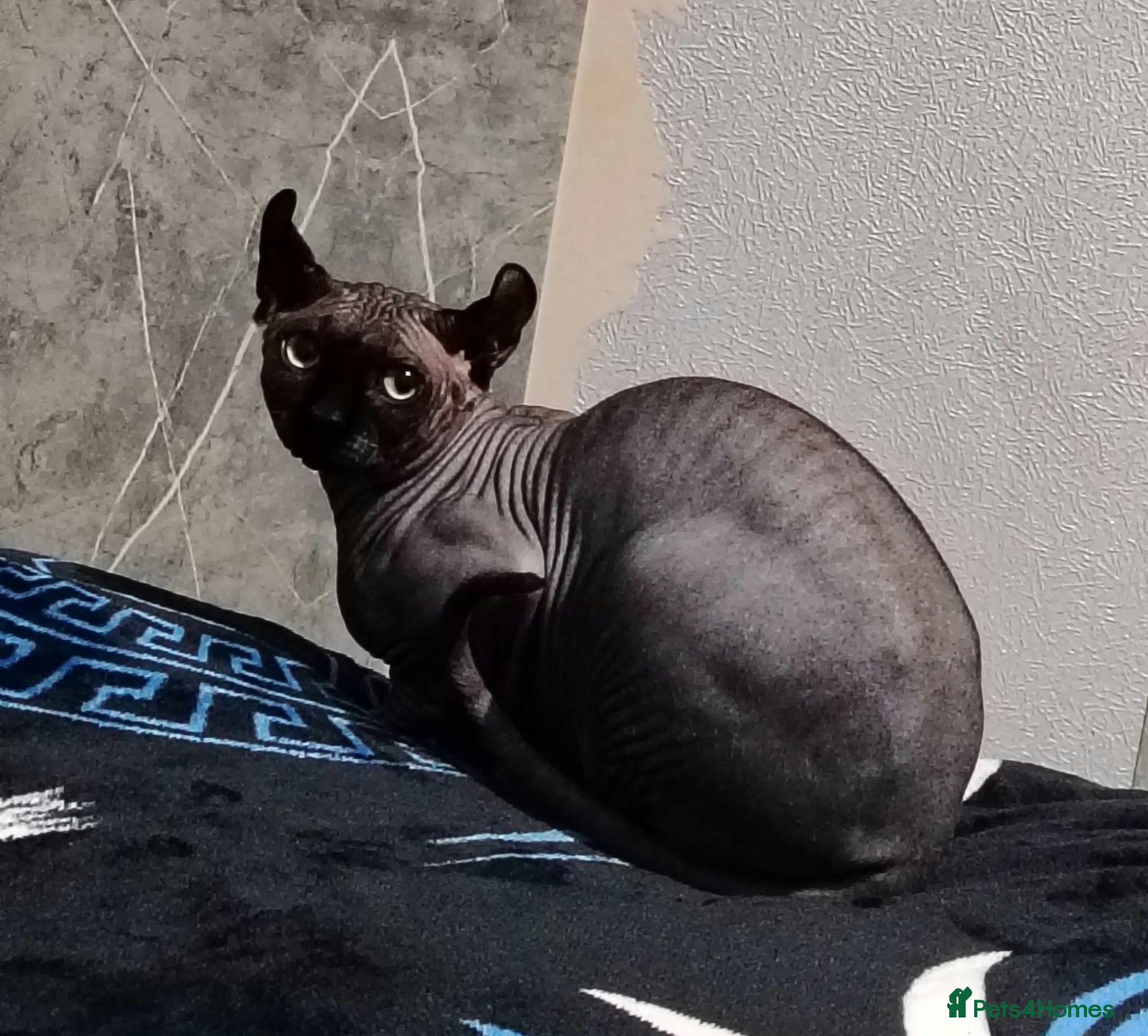 Sphynx cats SPHYNX MALE BLACK - Advert 6
