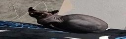 Sphynx cats for sale: SPHYNX MALE BLACK - Advert 1
