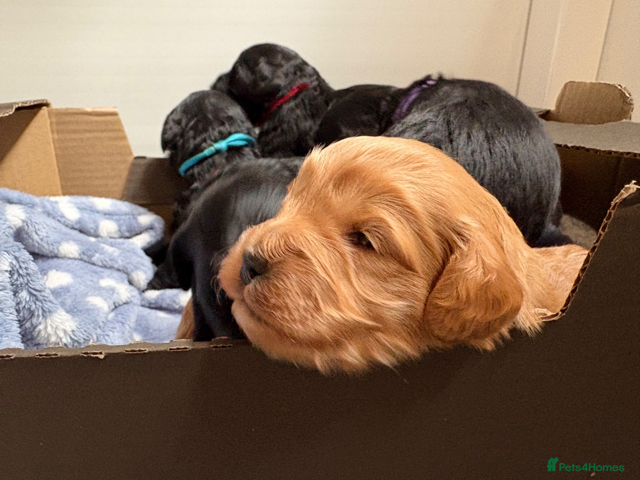 Mixed Breed dogs Delightful Schnockerpoo Puppies  - Advert 2