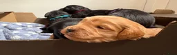 Mixed Breed dogs for sale: Delightful Schnockerpoo Puppies  - Advert 21