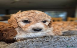Mini Goldendoodle dogs for sale: F1b mini Groodles - Image 2