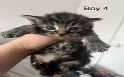 Maine Coon cats for sale: Maine Coon X - 5 Boys & 1 Girl - Image 4