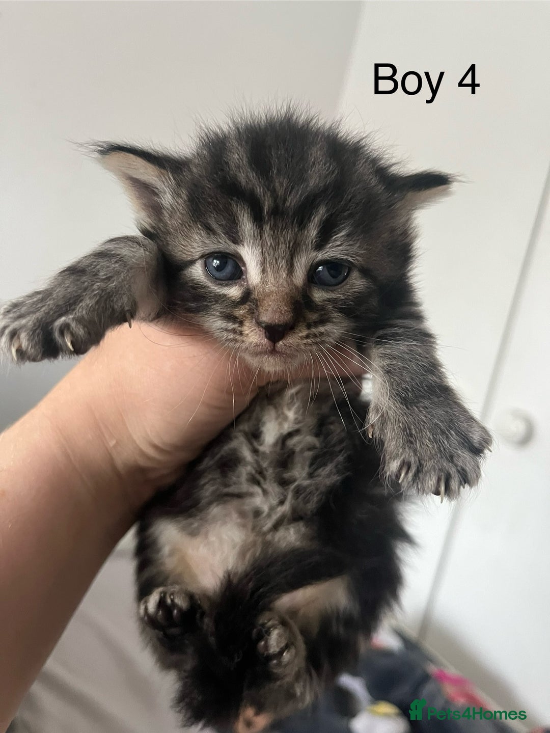 Maine Coon cats for sale: Maine Coon X - 5 Boys & 1 Girl - Image 4