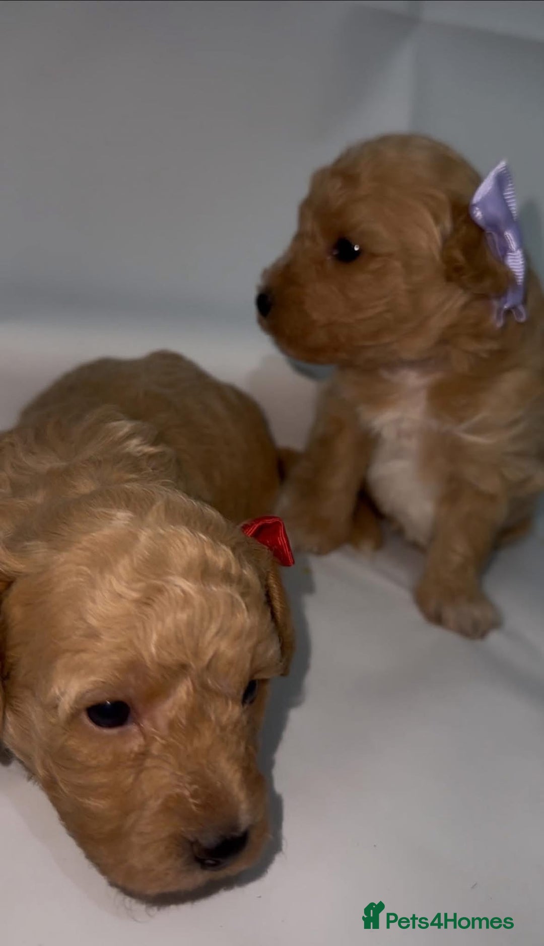 Poochon dogs for sale: F1 Poochon Puppies - 1 boy left - Image 14