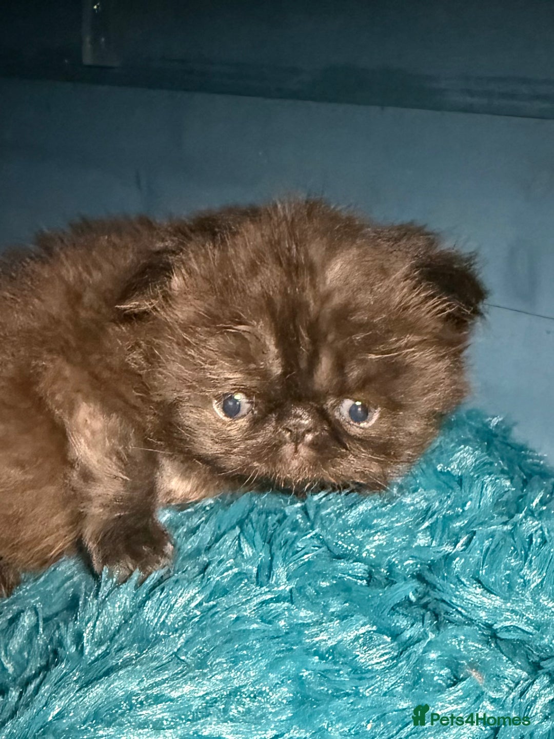 Persian cats for sale: Champion Line Persians  Black & Brown Tabby Girls - Image 3
