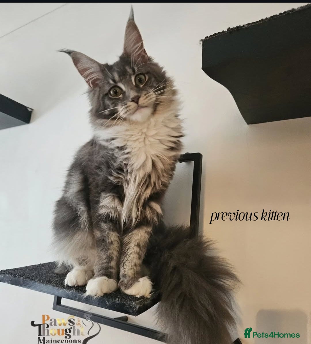 Maine Coon cats for sale: Stunning quality tica registered Mainecoon  - Image 10
