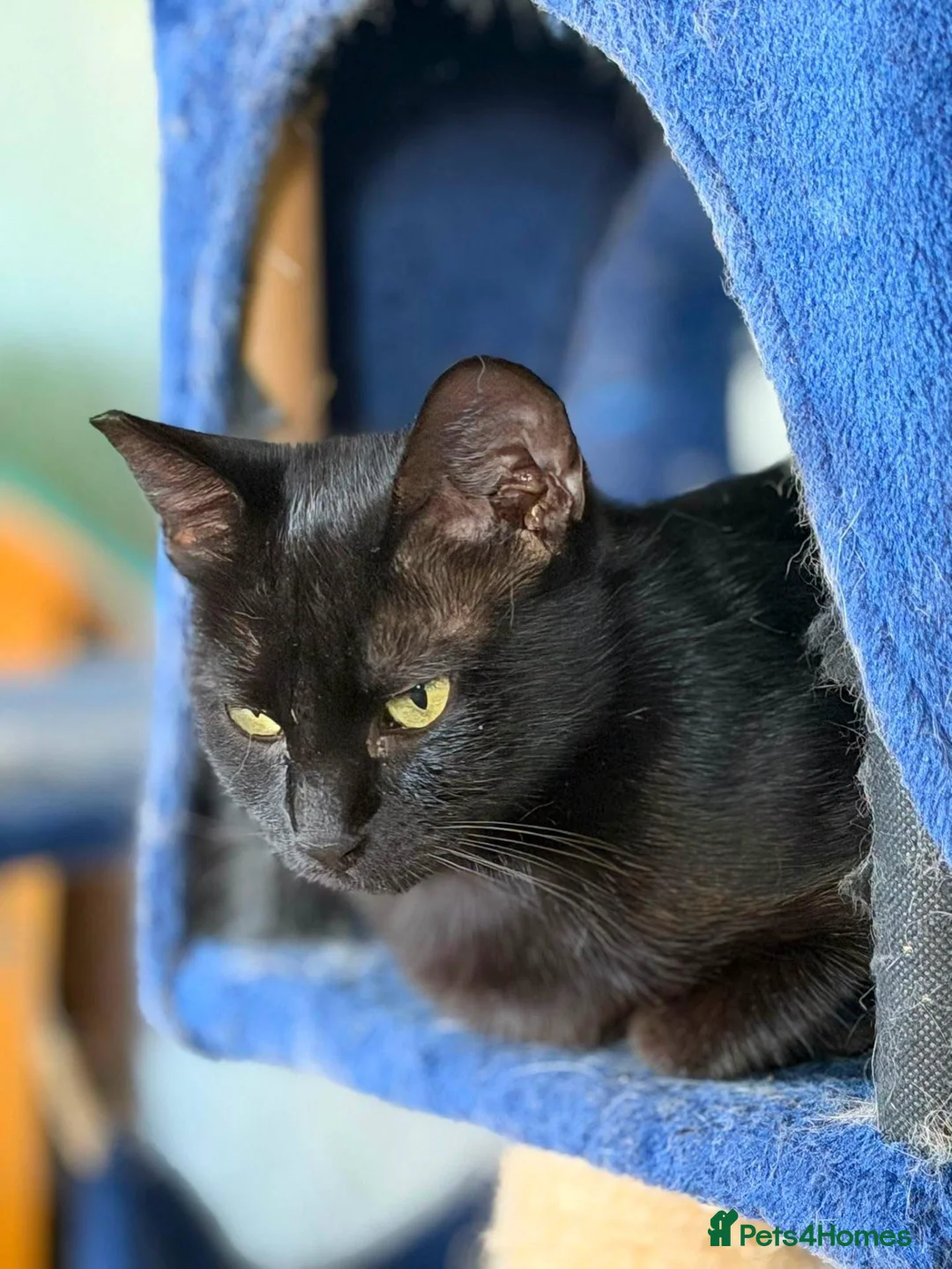 Mixed Breed cats for adoption: Muru and Mona Bonded Pair  - Advert 2