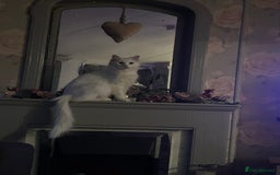 Maine Coon cats for sale: Stunning Maine coon kittens  - Image 7