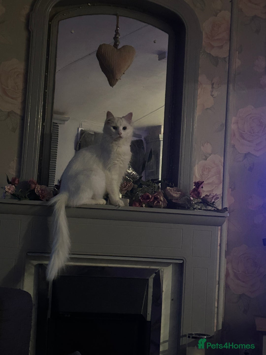 Maine Coon cats for sale: Stunning Maine coon kittens  - Image 7