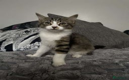 Domestic Shorthair cats for sale: Cute 3 months old kitten  - Image 1