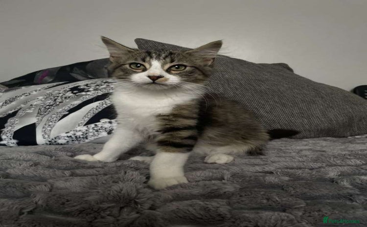 Domestic Shorthair cats - Advert 3