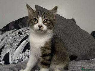 Domestic Shorthair cats - Advert 17