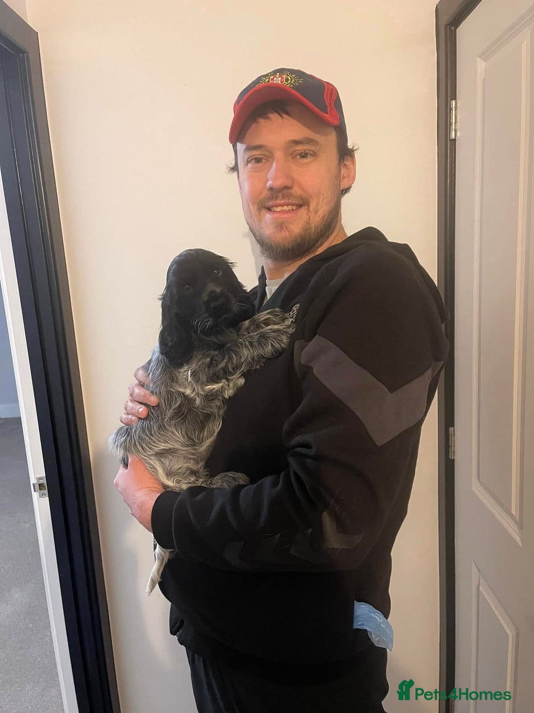 Cocker Spaniel dogs for sale: Pedigree KC Show Cocker Spaniel Puppies - Advert 12