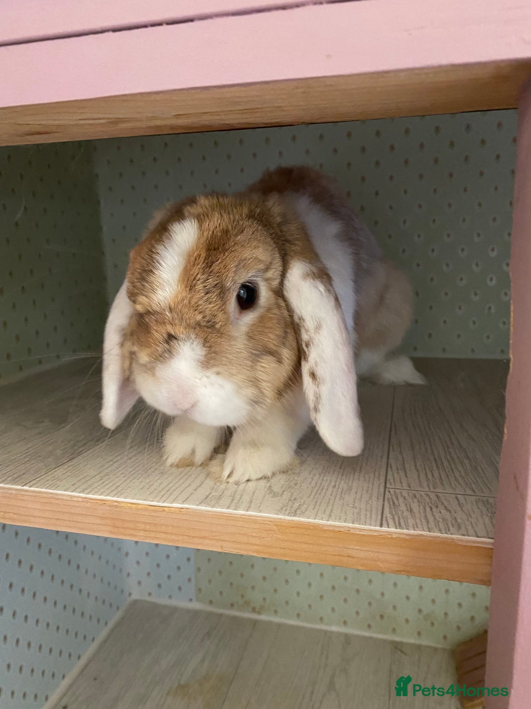 Mini Lop rabbits for sale: (Pending Collection 21/11) Sweet Mini Lop Boy 3 yr - Advert 4