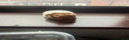 Hamster rodents for sale: Syrian hamster free to a good home  - Advert 18