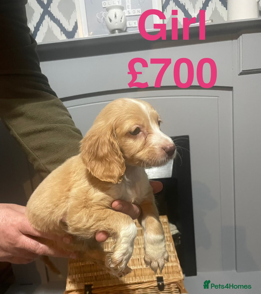 Cocker Spaniel dogs for sale: Stunning cocker spaniels puppies - Advert 7