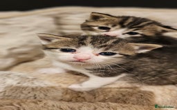 Mixed Breed cats for sale: 4 male kittens remaining, ready 25th October - Image 12