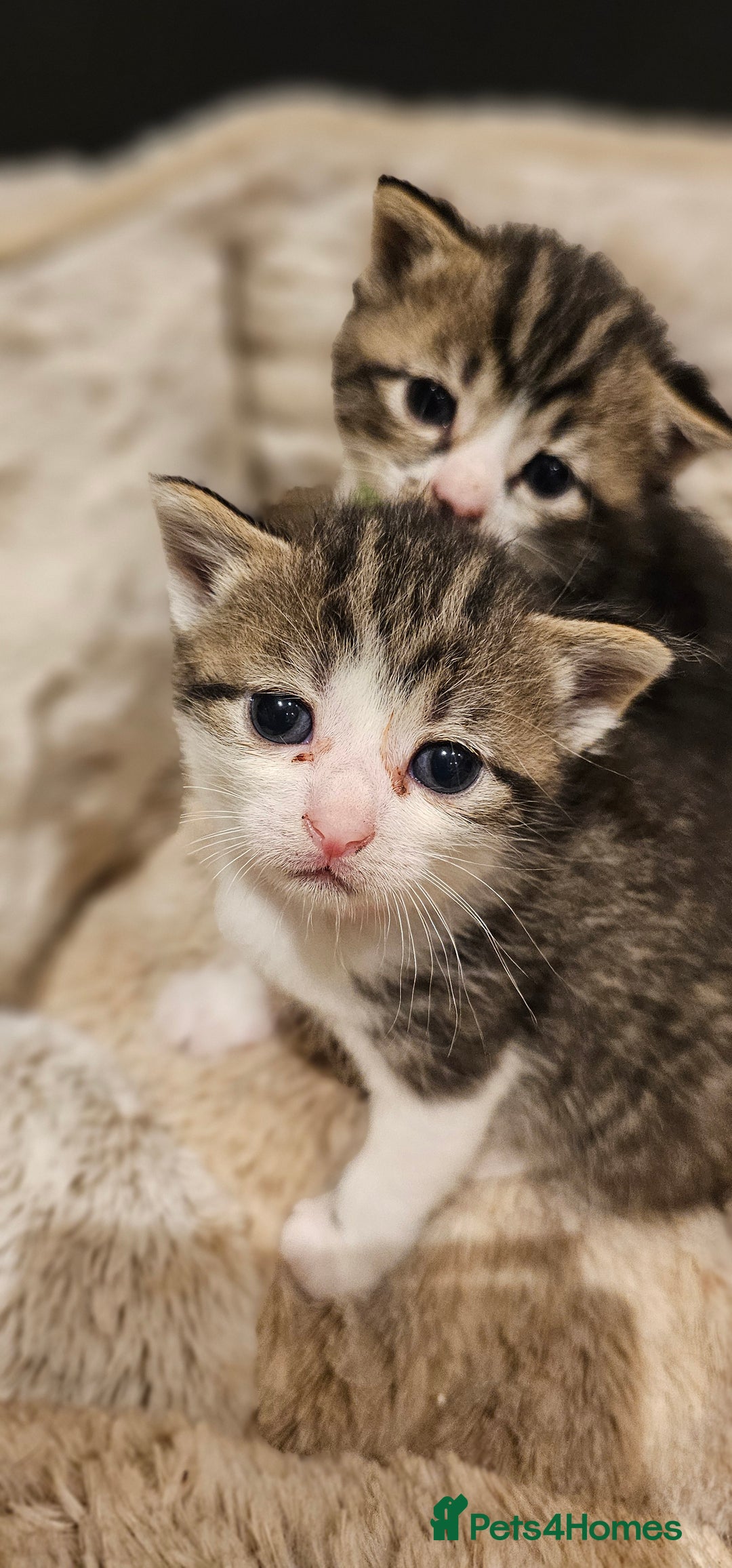 Mixed Breed cats for sale: 4 male kittens remaining, ready 25th October - Image 12