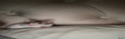 Hamster rodents for sale: Syrian hamster  in Bath - Advert 2