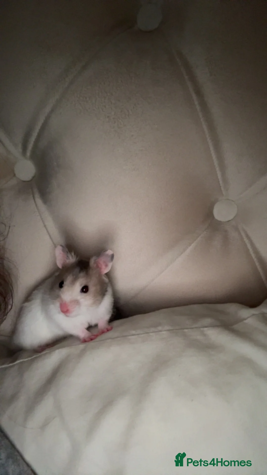 Hamster rodents for sale: Syrian hamster  in Bath - Advert 2