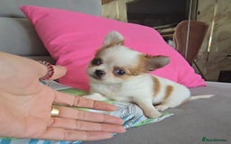 Chihuahua dogs for sale: Beautiful Tiny Chihuahua puppies  - Image 12