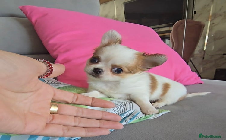 Chihuahua dogs - Advert 4