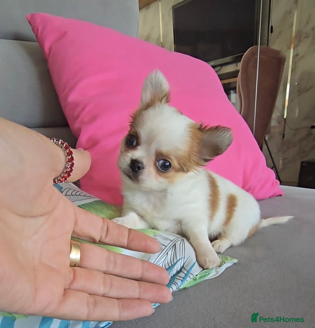 Chihuahua dogs for sale: Beautiful Tiny Chihuahua puppies  - Image 12