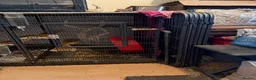 Chinchilla rodents for sale: 2 x male chinchillas plus setup - Advert 4