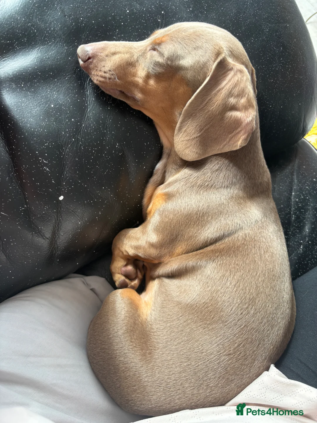 Miniature Dachshund dogs for sale: Miniature dachshund  - Advert 2