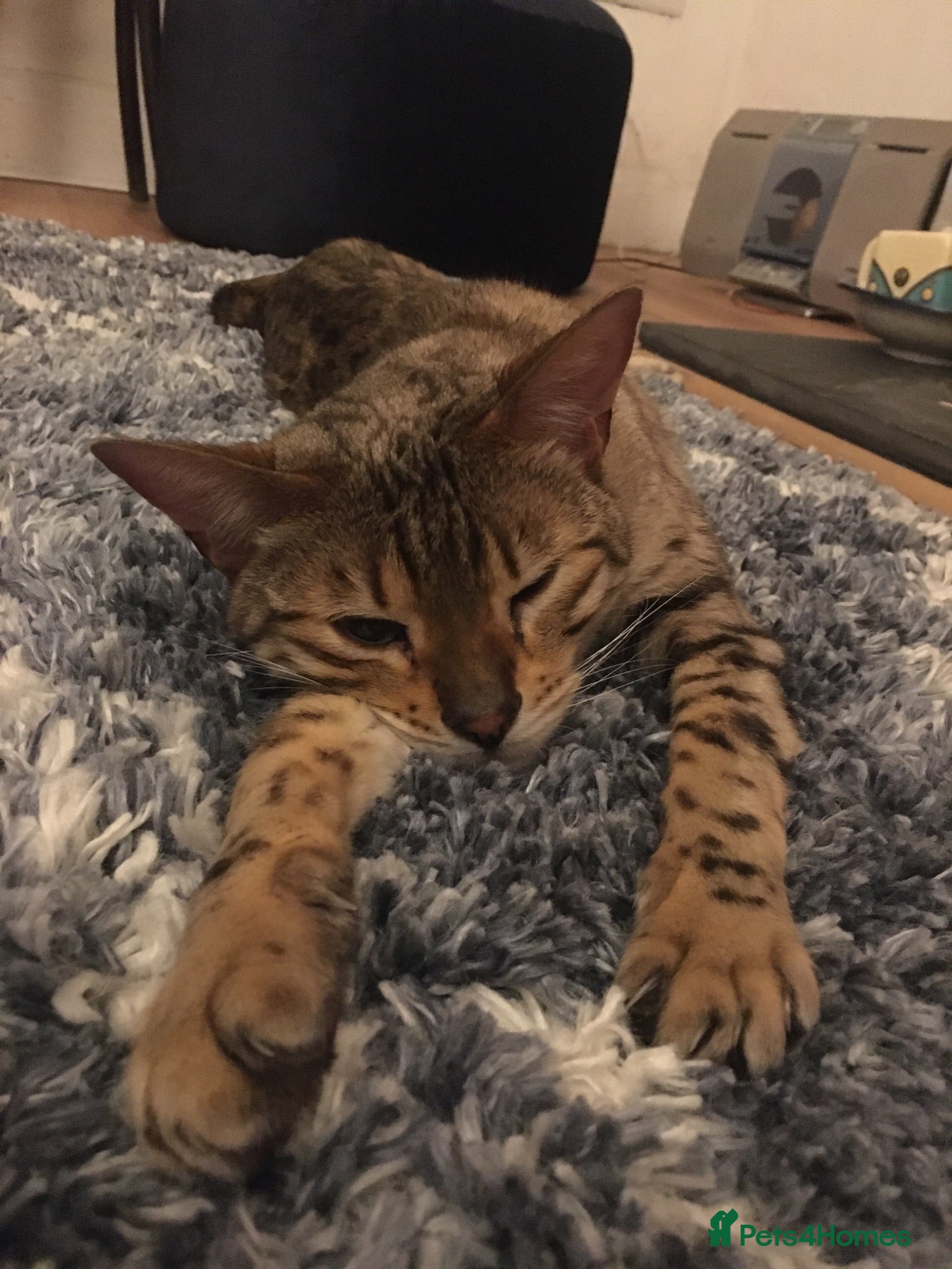 Bengal cats Female  Bengal  - Advert 2