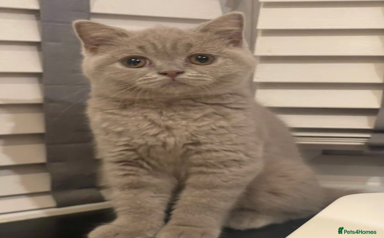 British Shorthair cats - Advert 7