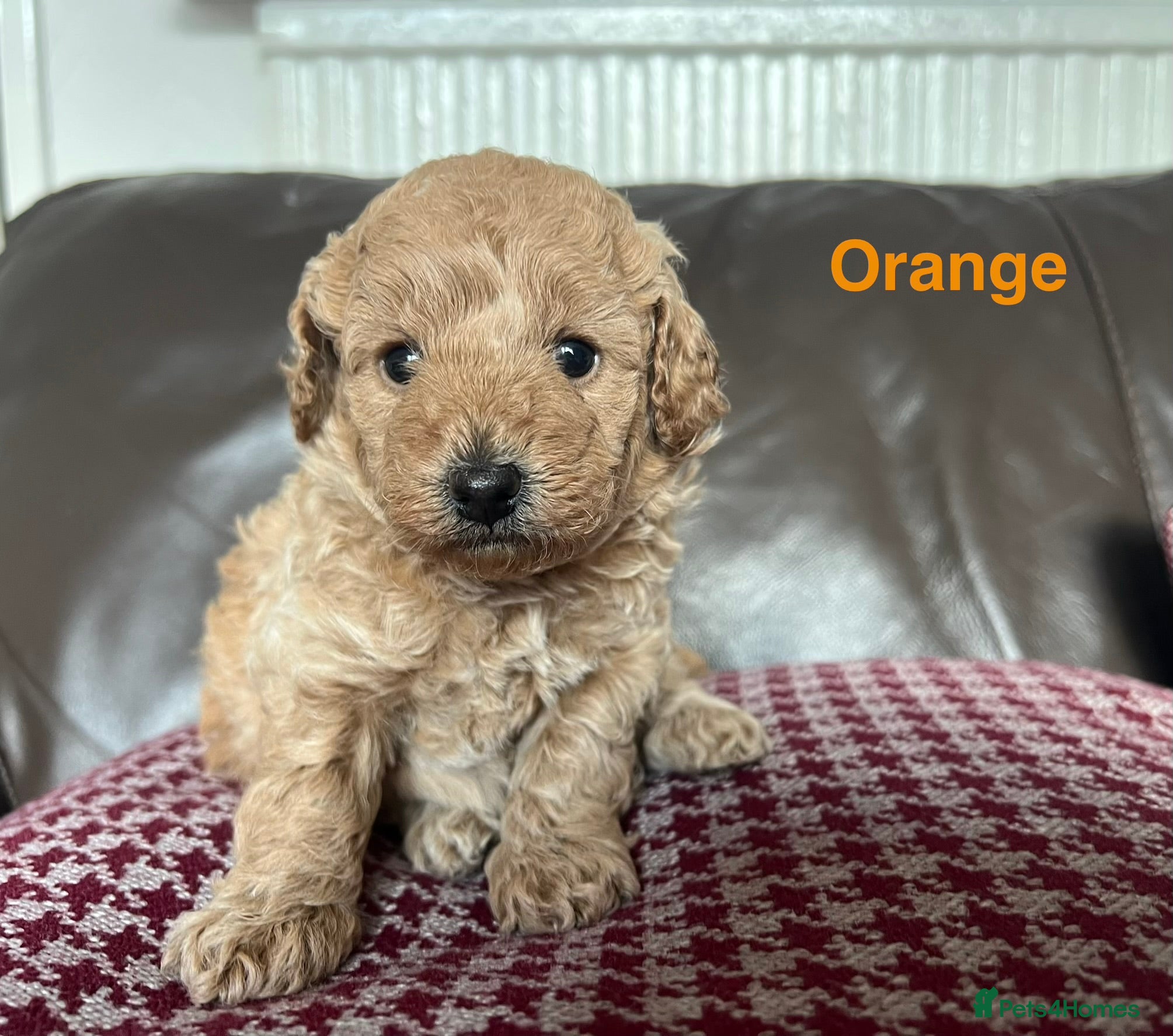 Toy Poodle dogs Gorgeous Toy Poodle Looking for Their Forever Home - Advert 2