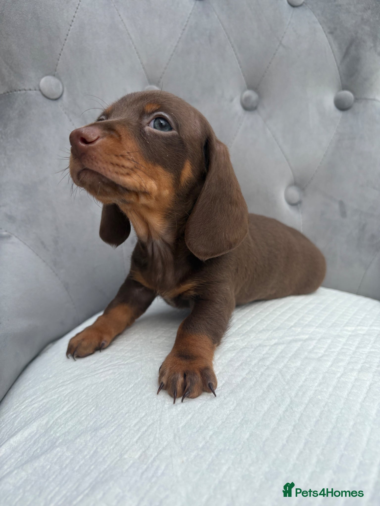 Miniature Dachshund dogs MINIATURE DACHSHUNDS BOY & GIRL - Advert 2