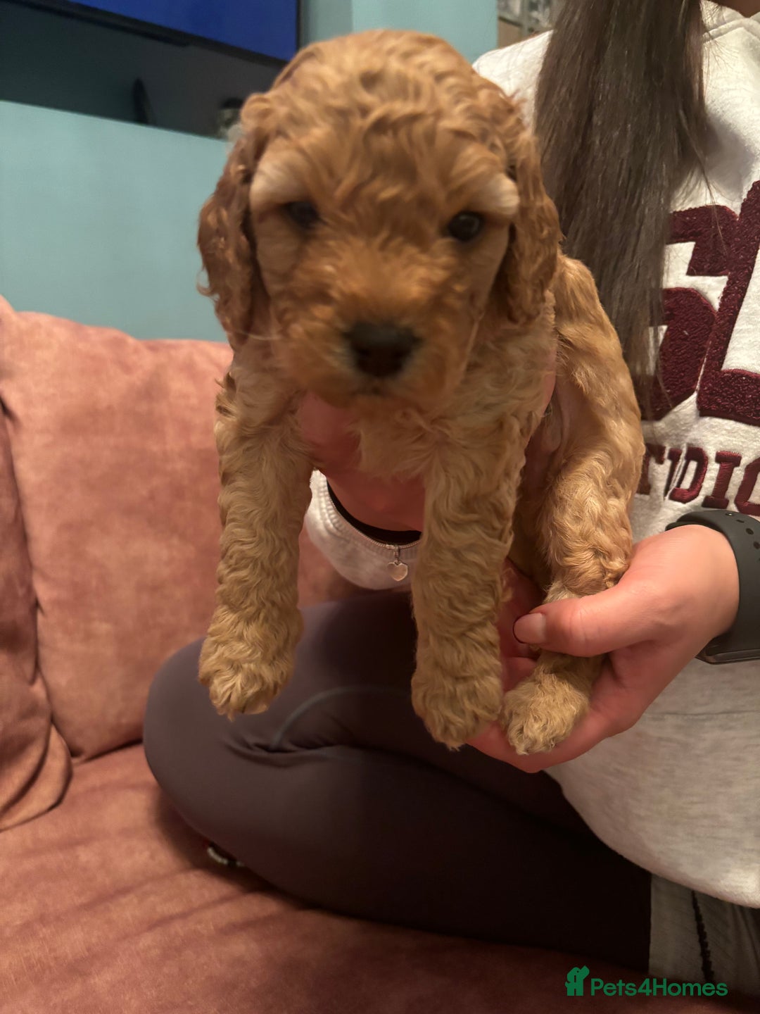 Cavapoo dogs for sale: Beautiful Cavapoo Puppies - Image 8