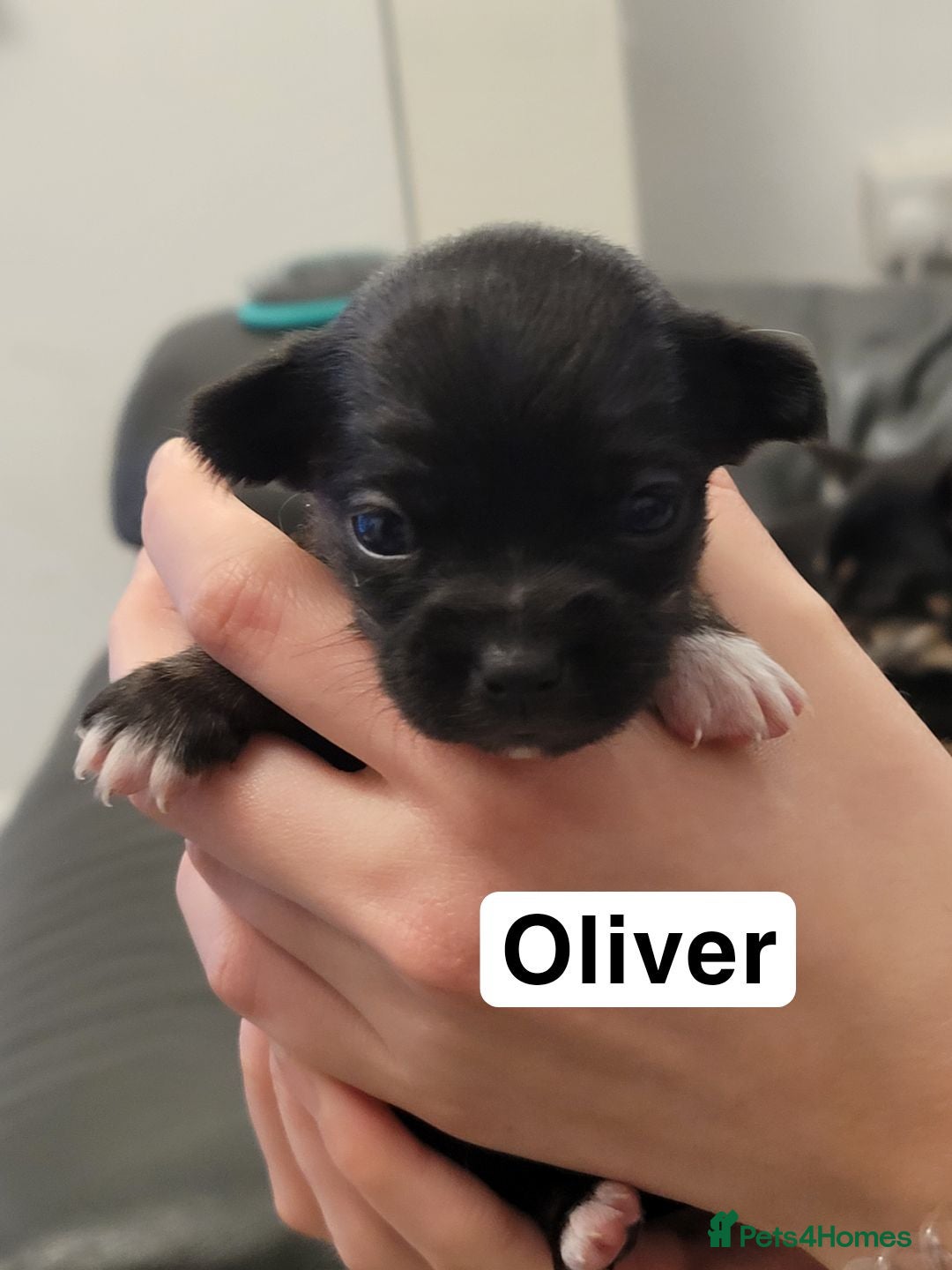 Chihuahua dogs for sale: 5 chihuahua puppies - Advert 7