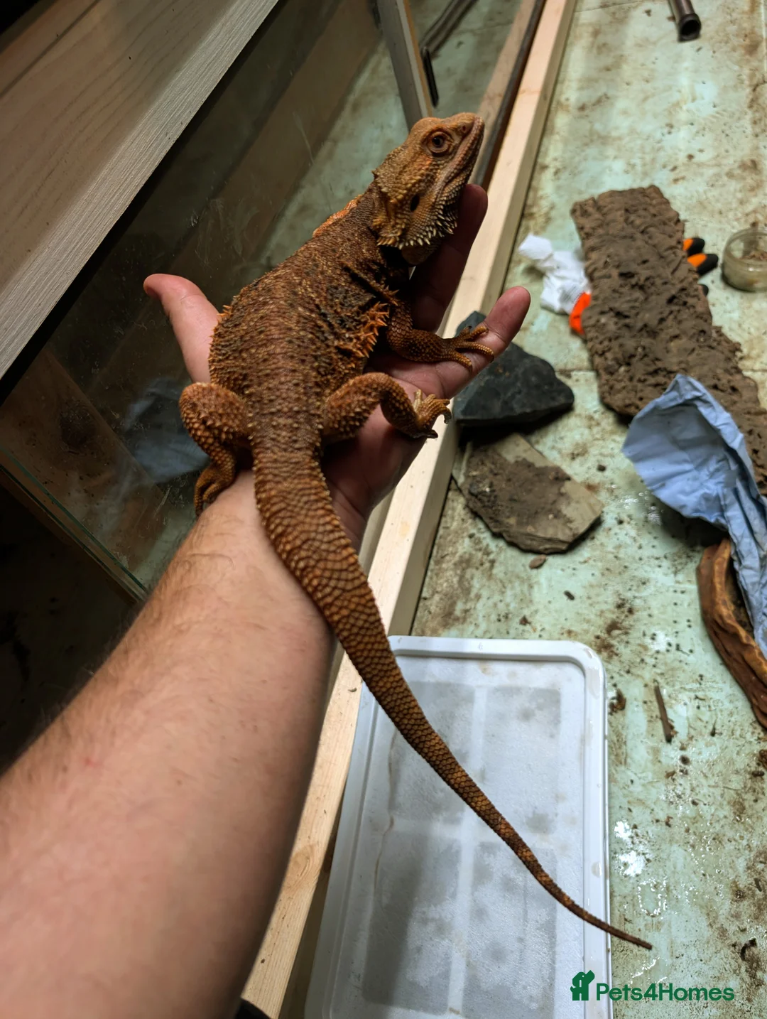 Bearded Dragon reptiles for sale: 4 x male bearded dragons read description  - Advert 1