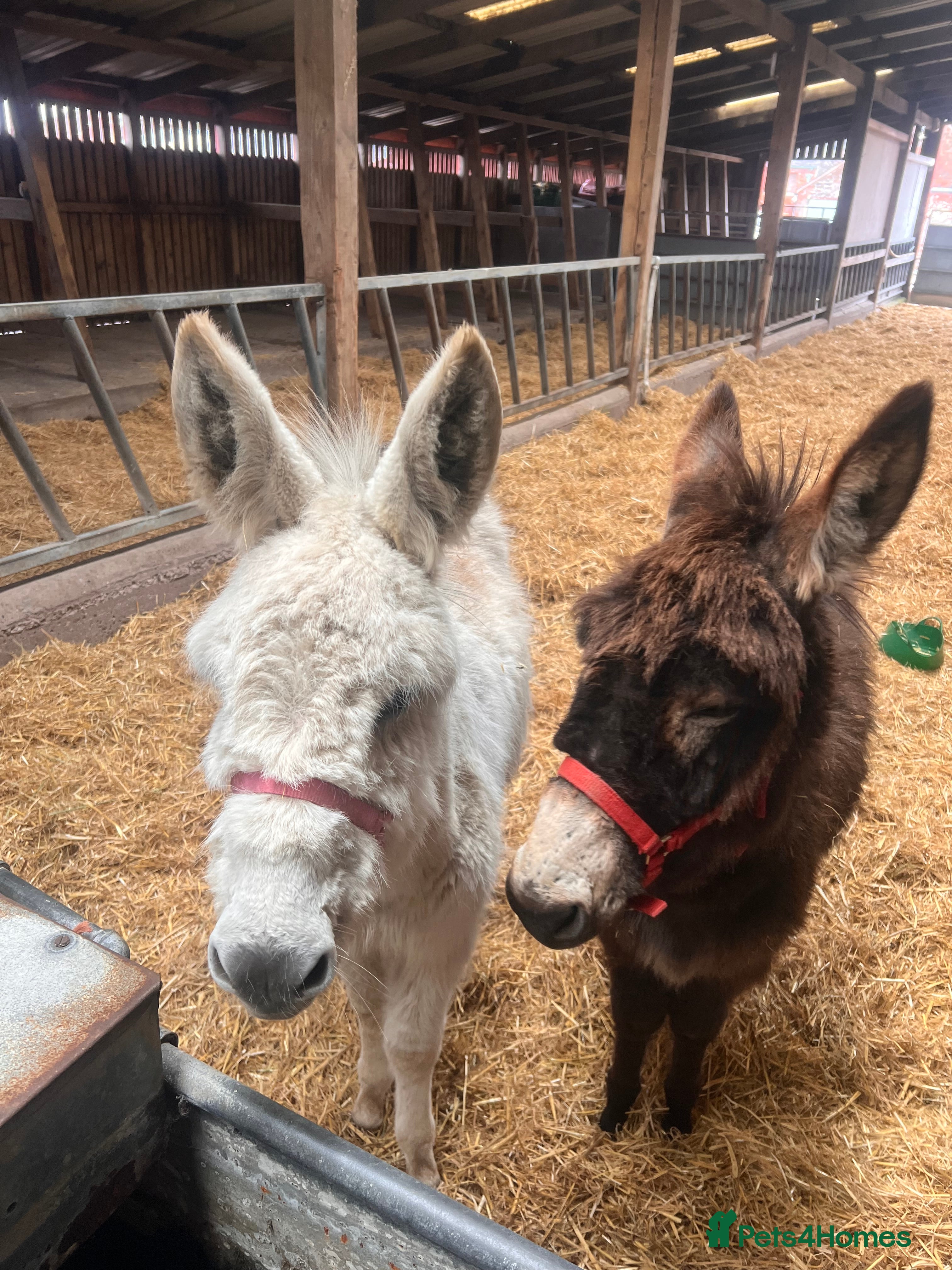 Donkey livestock Jack and Jill donkeys  - Advert 10