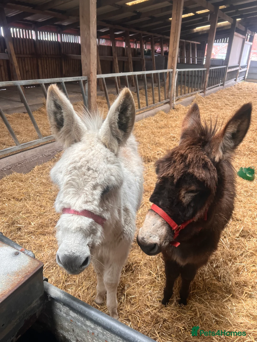 Donkey livestock for sale: Jack and Jill donkeys  - Advert 1