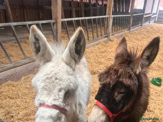 Donkey livestock Jack and Jill donkeys - Advert 10