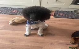 Labradoodle dogs for sale: F1 Labradoodles  - Image 16