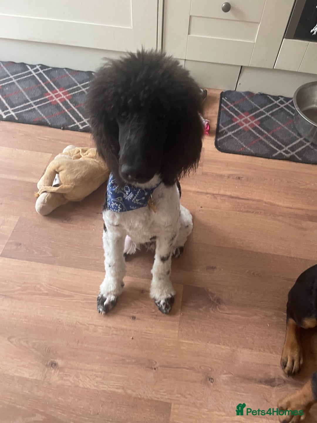 Labradoodle dogs for sale: F1 Labradoodles  - Image 16