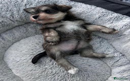 Miniature Schnauzer dogs for sale: KC reg mini schnauzer girl pup🩷  - Image 6