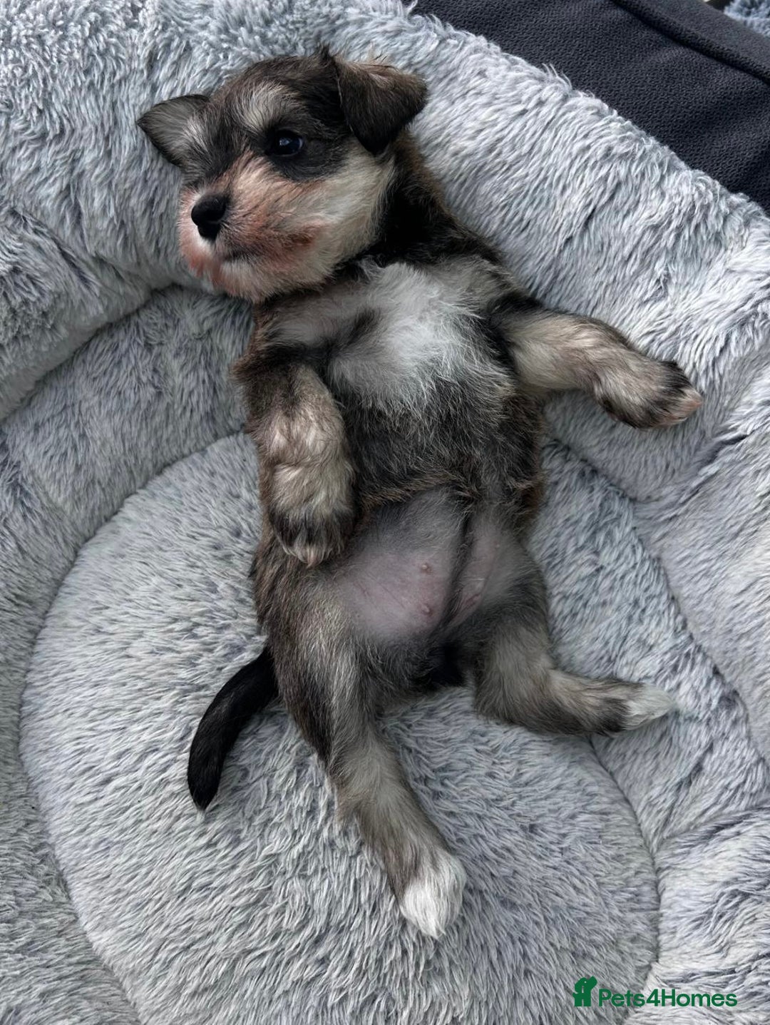 Miniature Schnauzer dogs for sale: KC reg mini schnauzer girl pup🩷  - Image 6