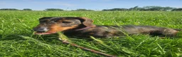 Dachshund dogs for sale: Razzle – 5-Year-Old KC Registered Teckel Bitch - Advert 6