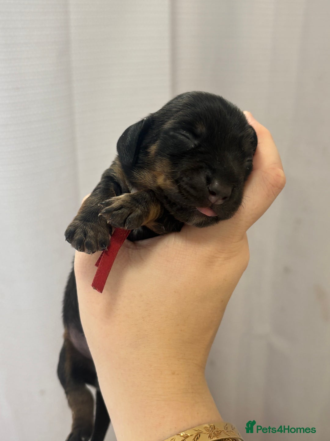 Miniature Dachshund dogs for sale: MINIATURE DACHSHUNDS - Advert 25