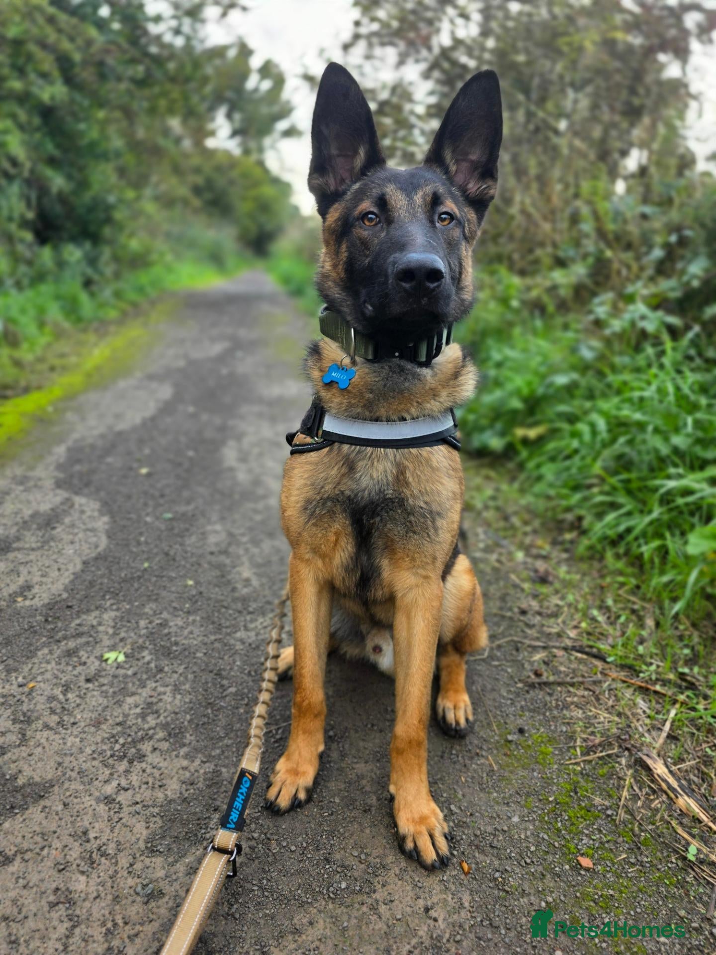 German Shepherd dogs German Shepherd for stud outstanding boy  - Advert 1